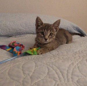 Meet your Posher, Cindy